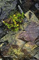 Yellow saxifrage on rocky ground {Saxifraga aizoides} Scotland, UK
