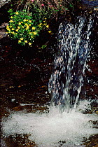 Yellow saxifrage beside waterfall {Saxifraga aizoides} Scotland, UK