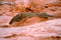 Nile crocodile in middle of muddy river {Crocodylus niloticus} Ewasi Nyiro River, Kenya