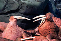Two walrus facing one another. {Odonbenus rosmarus} Round Island, Alaska