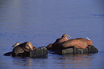 Pacific Walruses lying on rocks in water {Odonbenus rosmarus} Round Island, Alaska