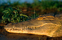Close up of Nile crocodile head {Crocodylus niloticus} Selous Game Reserve, Tanzania