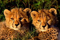 Cheetah cubs portrait {Acinonyx jubatus} Kenya, East Africa