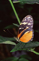 Tiger mimic queen butterfly {Lycorea halia} Devon, England, UK