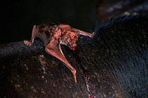Vampire bat (Desmodus rotundus) feeding on cow blood. Trinidad, Caribbean