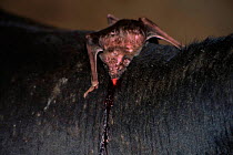 Vampire bat (Desmodus rotundus) feeding on cow blood. Trinidad, Caribbean