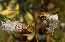 Common milkweed seed pods {Asclepias syriaca} Philadelphia, USA