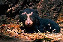 Spectacled bear cub in den {Tremarctos ornatus} Andes, Ecuador