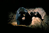 Spectacled bear with cubs in den {Tremarctos ornatus} Andes, Ecuador