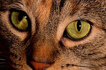 Domestic cat's eyes {Felix catus} USA