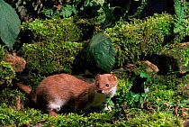 Weasel on mossy wall {Mustela nivalis} Captive, UK