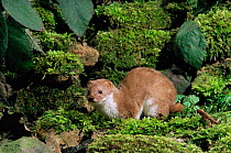 Weasel on mossy wall {Mustela nivalis} captive UK.