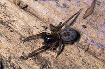 Spider {Amaurobius fenestralis} Devon, UK