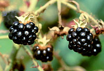 Blackberries {Rubus plicatus} Devon, UK