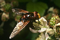 Hoverfly on Blackberry flower (Volucella sonaria) UK
