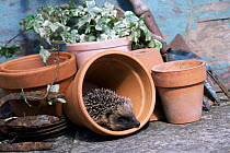 Hedgehog in flowerpot {Erinaceus europaeus} Yorkshire, UK