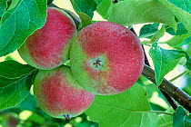 Apple fruit on tree {Malus communis} North America