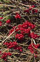 Black Bryony (Dioscorea communis) berries, Poitou, France