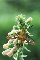 Broad boardered bee hawkmoth {Hemaris fuciformis} captive,