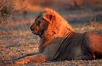 Lion with tranquilizer dart {Panthera leo} Okavango delta, Botswana