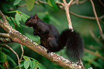 Grey squirrel (black phase) {Sciurus carolinensis} Vancouver, Canada