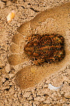 Natterjack toad in human footprint on sand {Bufo calamita} Holland. C
