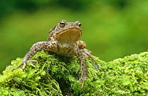 Common toad {Bufo bufo} on mossy stump, Aberfoyle, Stirlingshire, Scotland, UK, captive