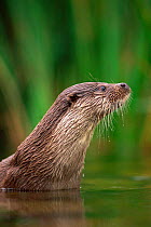 European river otter {Lutra lutra}, Otterpark Aqualutra, Netherlands, captive