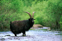 Wild goat {Capra aegagrus} crossing stream, Aberfoyle, Stirlingshire, Scotland, UK