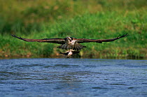 Osprey flying with fish prey {Pandian haliaetus}  Finland, Europe