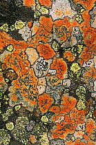 Lichen community (mixed species) Golspie, Sutherland, Scotland, UK