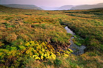 Plateau bog with mosses in nutrient-rich flush, Little Kilrannoch, Glen Doll, Scotland