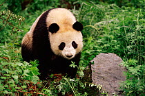Giant panda {Ailuropoda melanoleuca}  Qionglai Mts, Sichaun, China Captive.