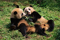 Giant pandas {Ailuropoda melanoleuca} playing and eating bamboo. Qionglai Mts, Sichuan, China Captive.