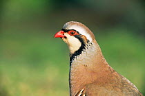 Red legged partridge head profile {Alectoris rufa} Warwickshire, UK.