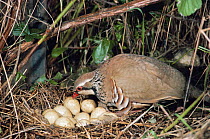 Red legged partridge {Alectoris rufa} at nest with eggs, Warwickshire, UK.