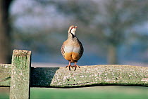 Red legged partridge {Alectoris rufa} perched on field fence. Warwickshire, UK.