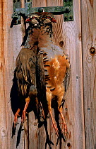 Brace of Red legged partridge {Alectoris rufa} shot for sport, hanging on shed door. Wilts, UK.