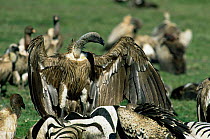 White backed vulture {Gyps africanus} on Zebra carcass. Tanzania, East Africa.