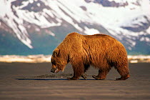 Brown bear {Ursus arctos} walking with mountains and snow in background. Halo Bay, Alaska.