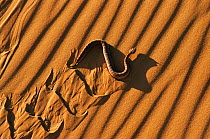 Horned viper {Cerastes cerastes} gliding sidewinding on sand dune, Morocco.