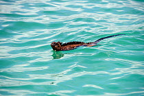Marine iguana swimming in sea (Amblyrhynchus cristatus} Galapagos, Pacific