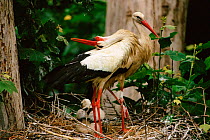 White stork {Ciconia ciconia} pair at nest with chick, male displaying. Spain.