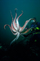 20-kilo Giant Pacific octopus parachuting past diver {Octopus dofleini} British Columbia, Canada Model released.