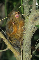 Pygmy marmoset (Cebuella / Callithrix pygmaea) sitting in tree with mouth open, captive, from rainforests of South America