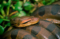 Anaconda {Eunectes murinus} male in mating ball. El Frio, Llanos, Venezuela.