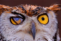 Portrait of Great horned owl {Bubo virginianus} showing one nictitating membrane, UK, captive