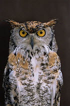 Portrait of Great horned owl {Bubo virginianus} Captive, Somerset, UK.