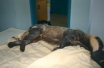 Badger {Meles meles} with snare around abdomen in rescue centre, Taunton, Somerset, UK