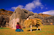 Indian with llama {Lama glama} Near Cusco, Peru, South America